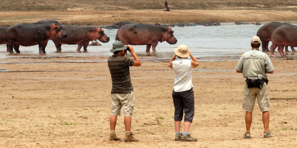 Why Choose an 8 Days Zambia Walking Safari