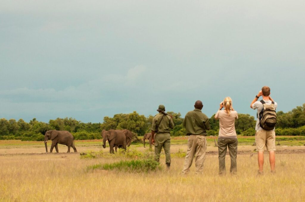 Best Time for an 8 Days Zambia Walking Safari