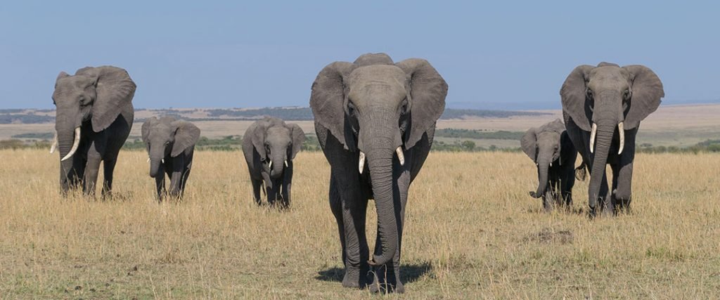 Kenya Itinerary 7 Days Safari