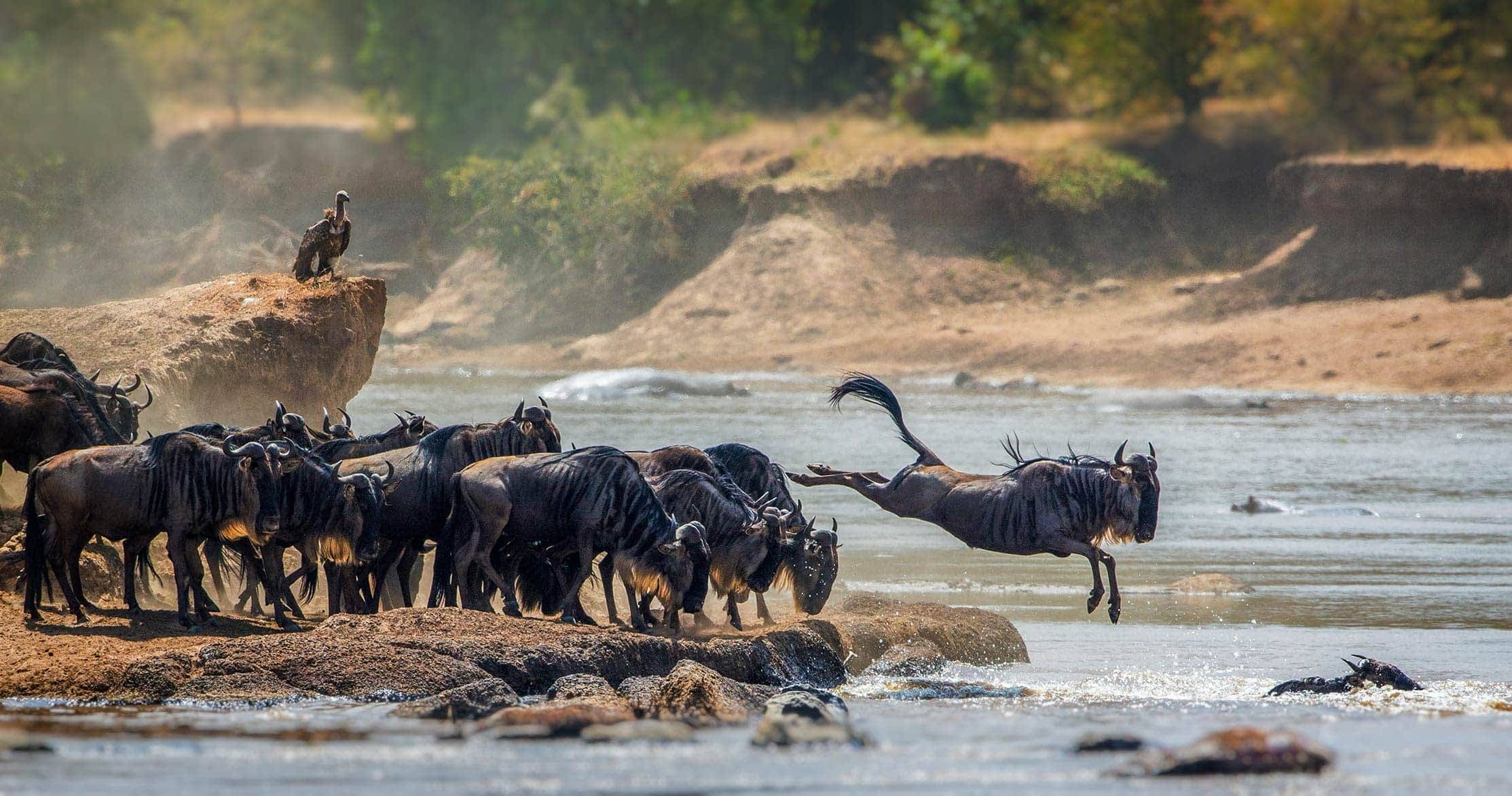 Serengeti River Crossing Guide
