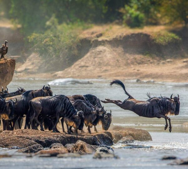 4 Days Serengeti Affordable Safari