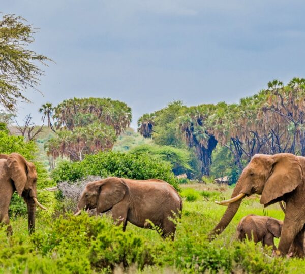 Kenya Itinerary 7 Days Safari.