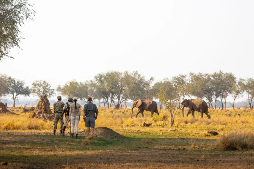 How Difficult is a Zambia Walking Safari?