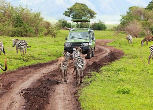 1 Day Arusha National Park Safari