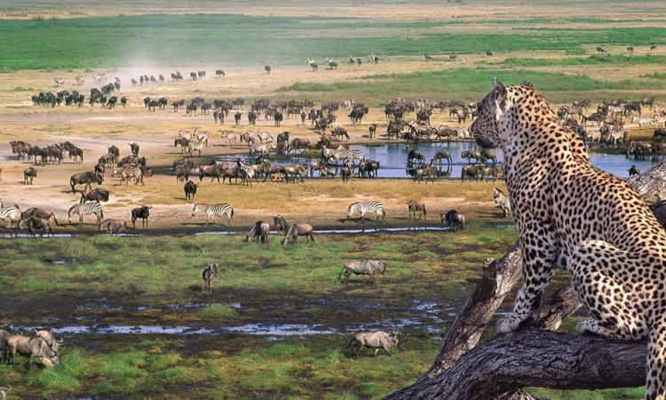 Victoria Falls Safari with Tanzania Extension