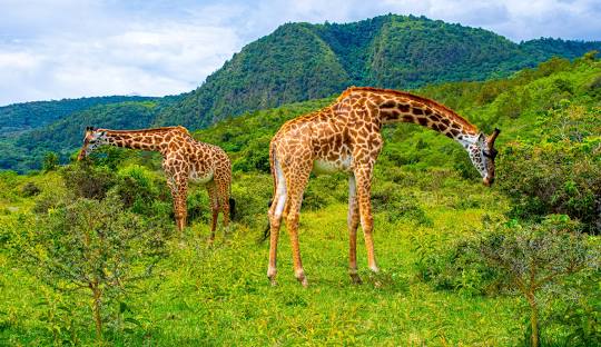 1 Day Arusha National Park Safari