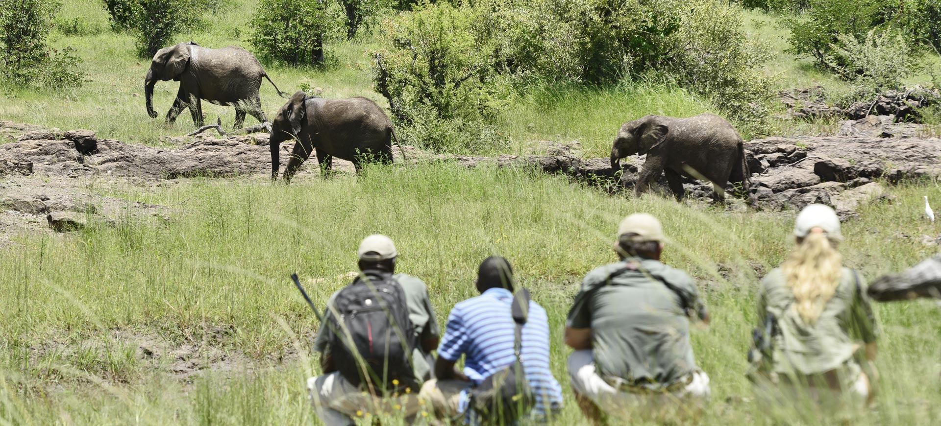  Conservation Programs for Local Wildlife at Victoria Falls