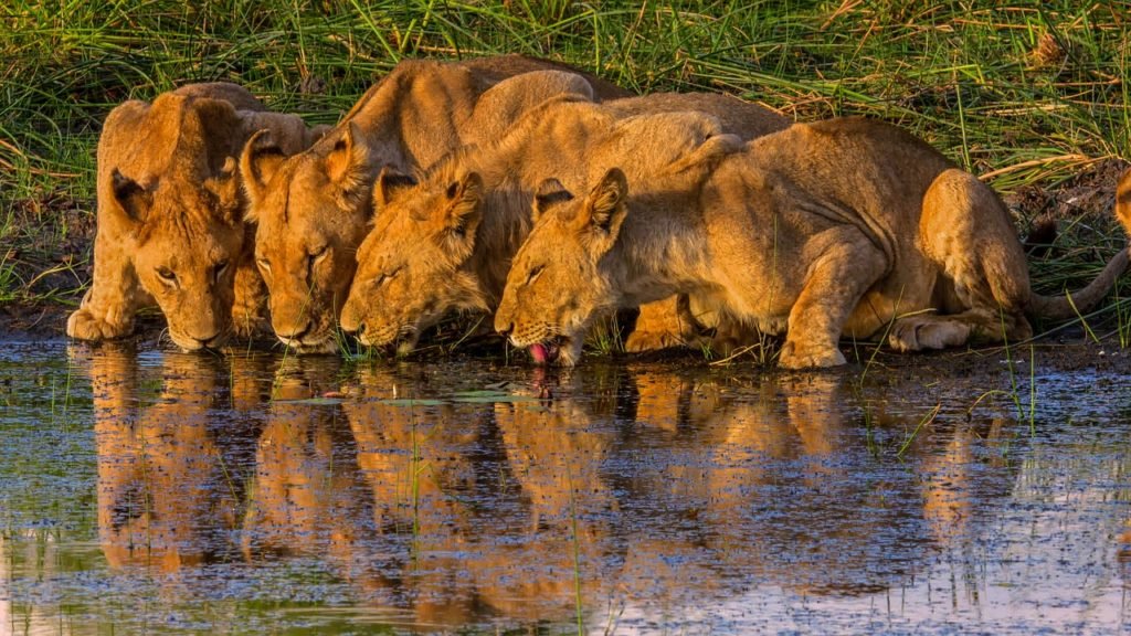 Okavango Delta Botswana safari experience
