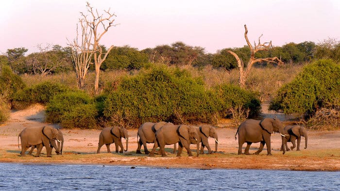 Wildlife Found Around Victoria Falls