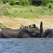 Wildlife Found Around Victoria Falls