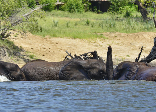 Wildlife Found Around Victoria Falls