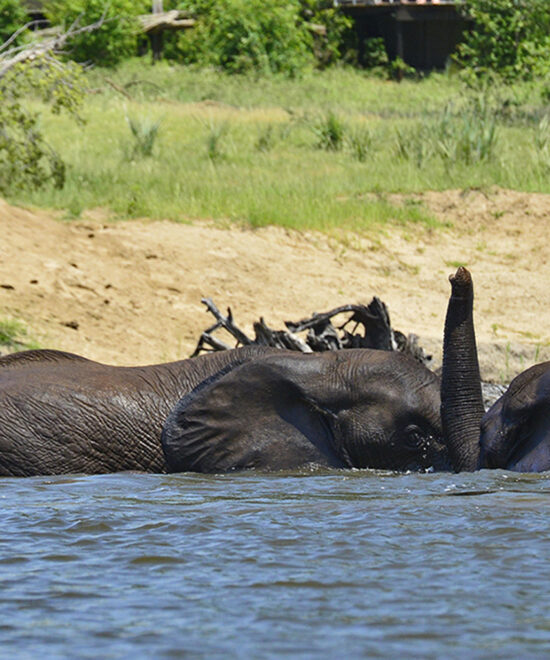 Wildlife Found Around Victoria Falls