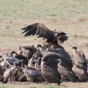 Wildlife and Bird Watching at Victoria Falls