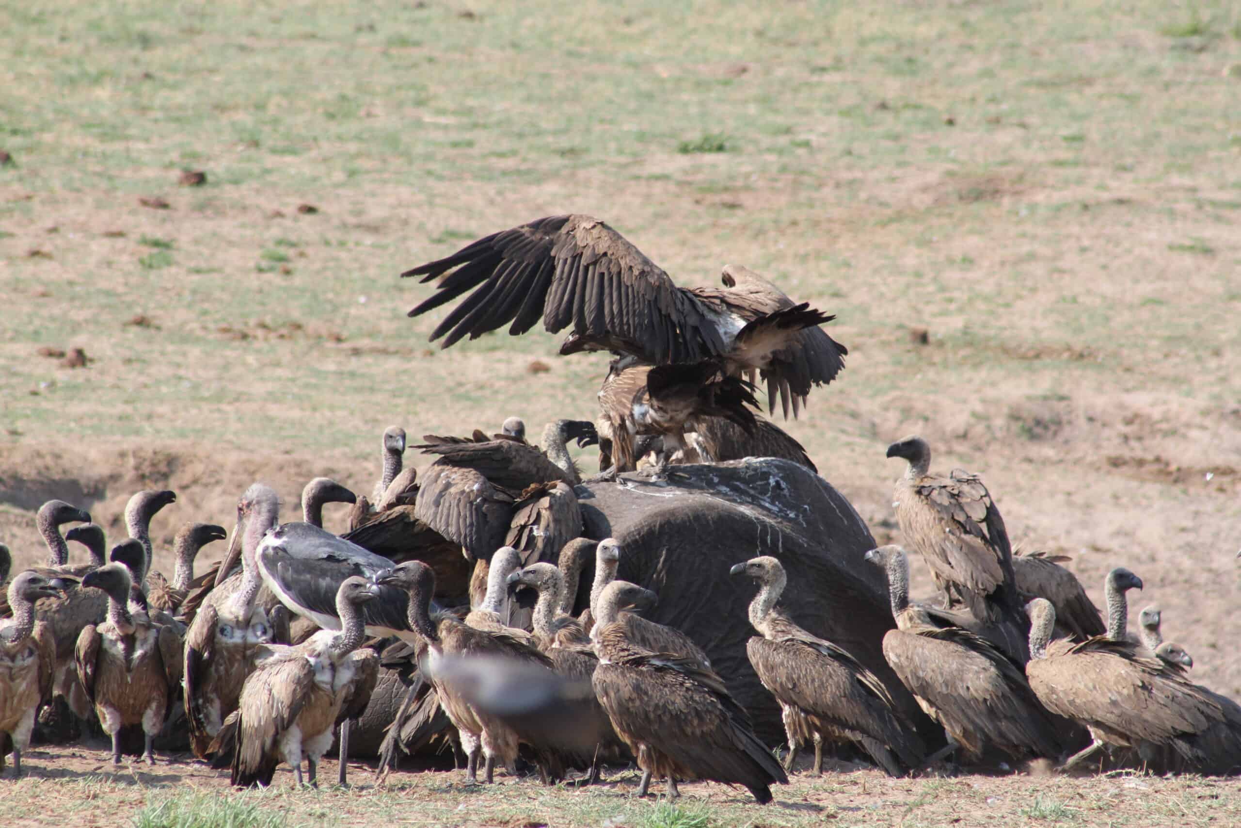 Wildlife and Bird Watching at Victoria Falls