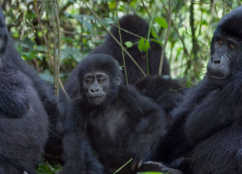 2 Days Gorilla Trekking in Congo