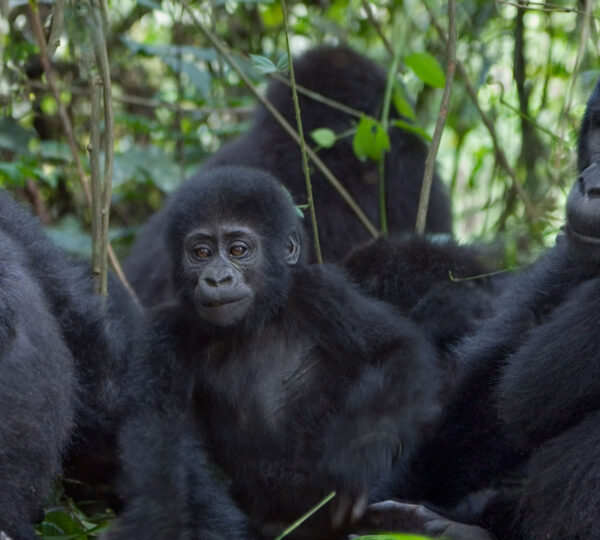 2 Days Gorilla Trekking in Congo