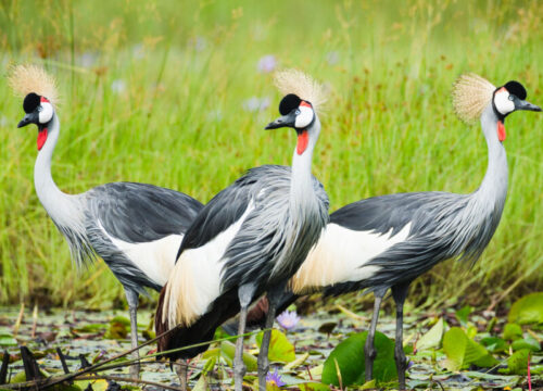 22 Days Uganda Rwanda Kenya Birding and Wildlife Safari