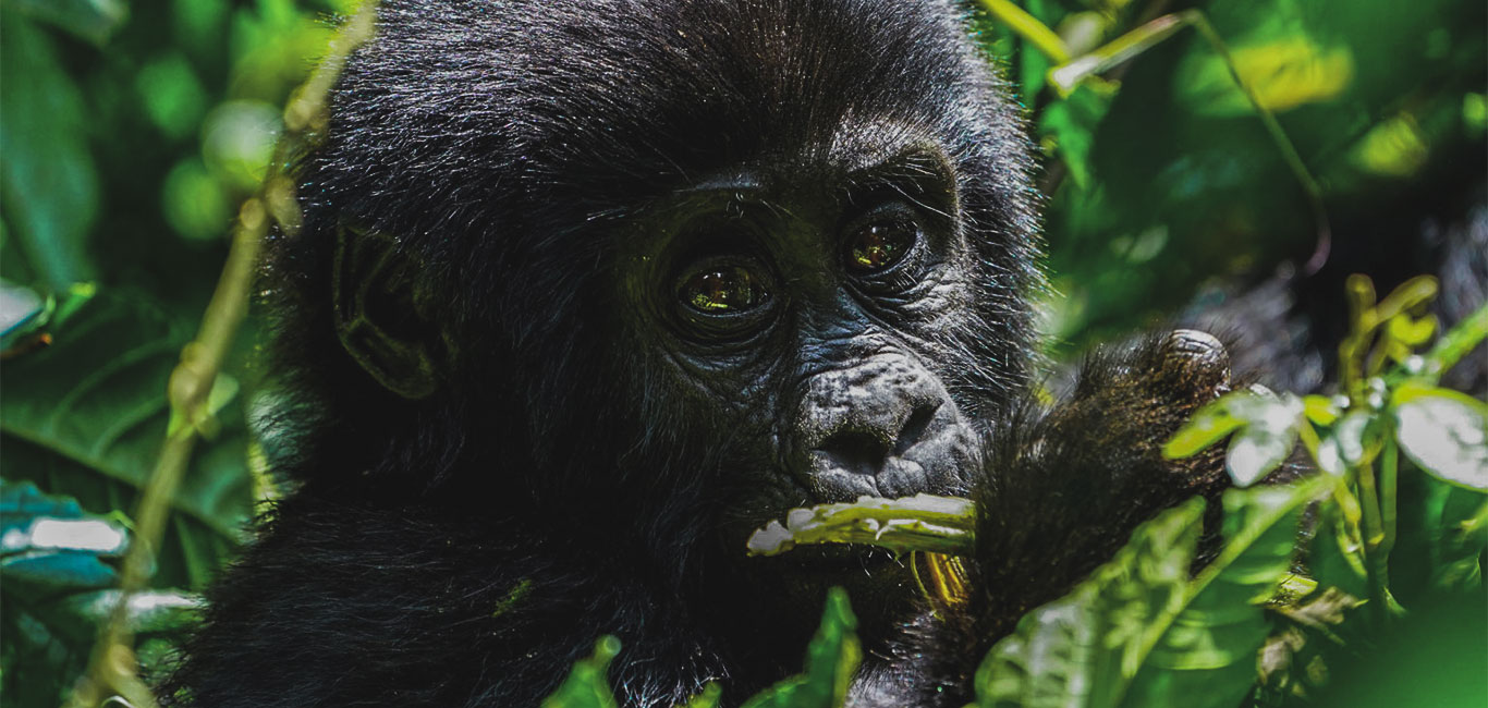 Gorilla Trekking Cost FAQs