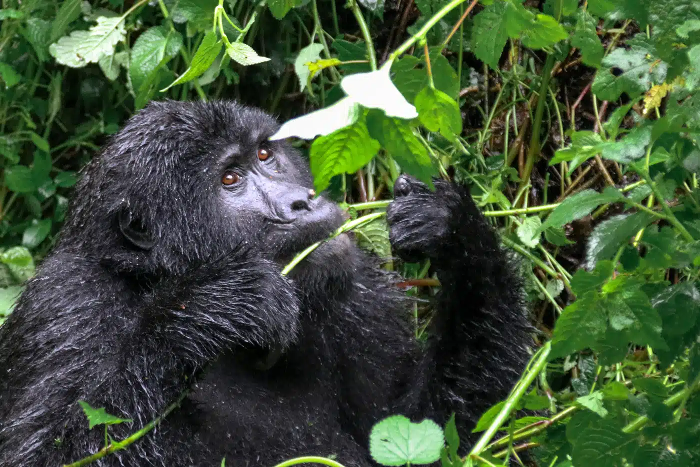 Gorilla Trekking and Queen Elizabeth Safari in Uganda (2025–2028) | Nextgen Safaris