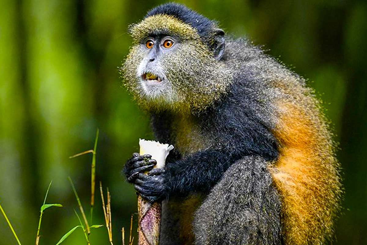 4 Days Rwanda Gorillas and Golden Monkeys Safari – Volcanoes National Park Primate Encounter | Nextgen Safaris
