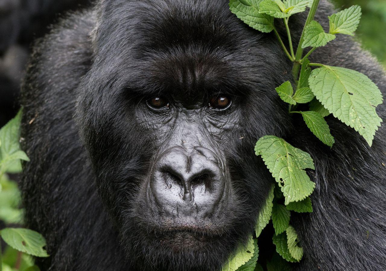Gorilla Trekking in Africa