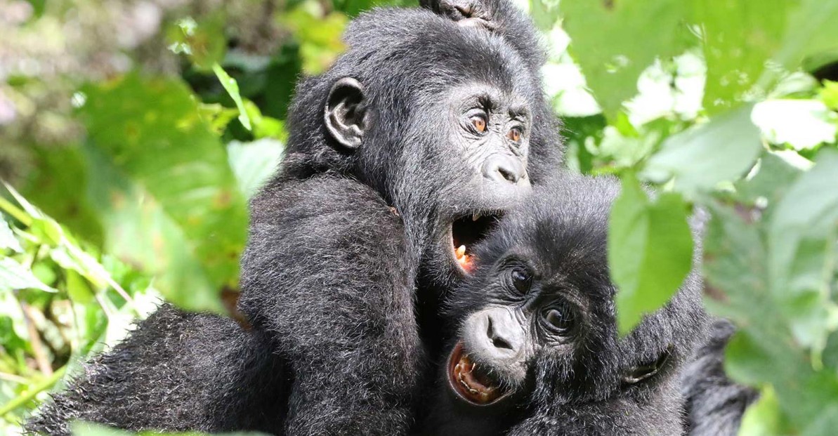 Gorilla Trekking in Africa