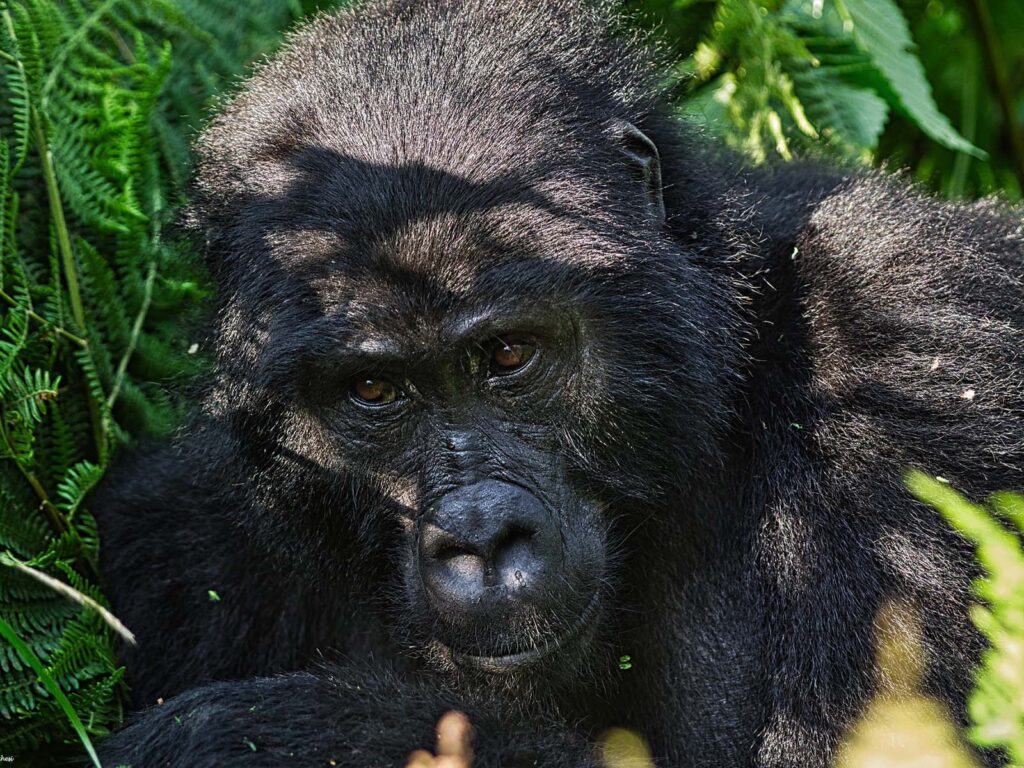 Gorillas in Bwindi Impenetrable National Park
