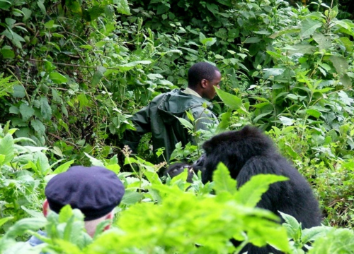 3 Days Gorilla Habituation Safari in Uganda from Kigali