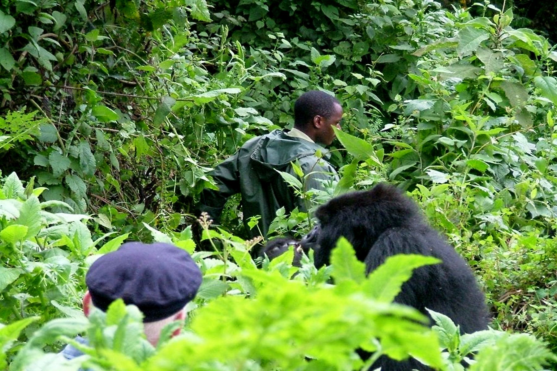 Uganda Gorilla Holidays