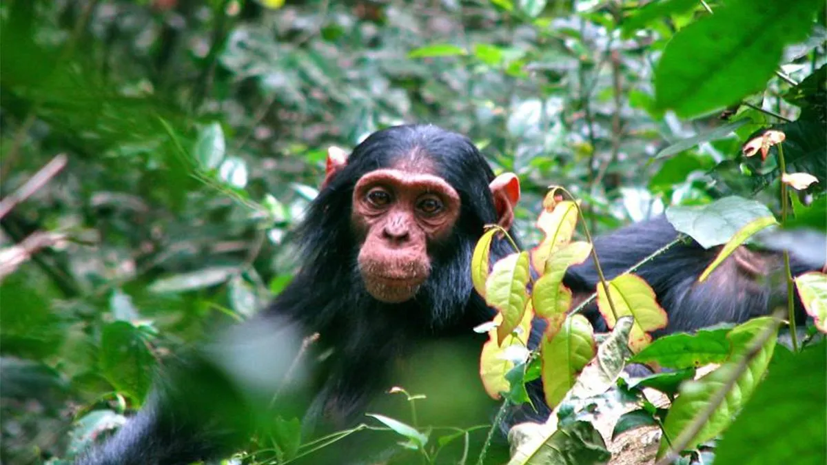 10 Days Uganda Budget Safari | Gorilla Trekking, Wildlife Safaris and Chimpanzee Trekking
