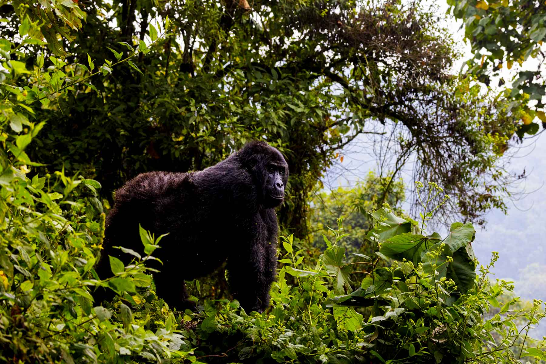DR Congo Gorilla Permit Costs and Booking Process