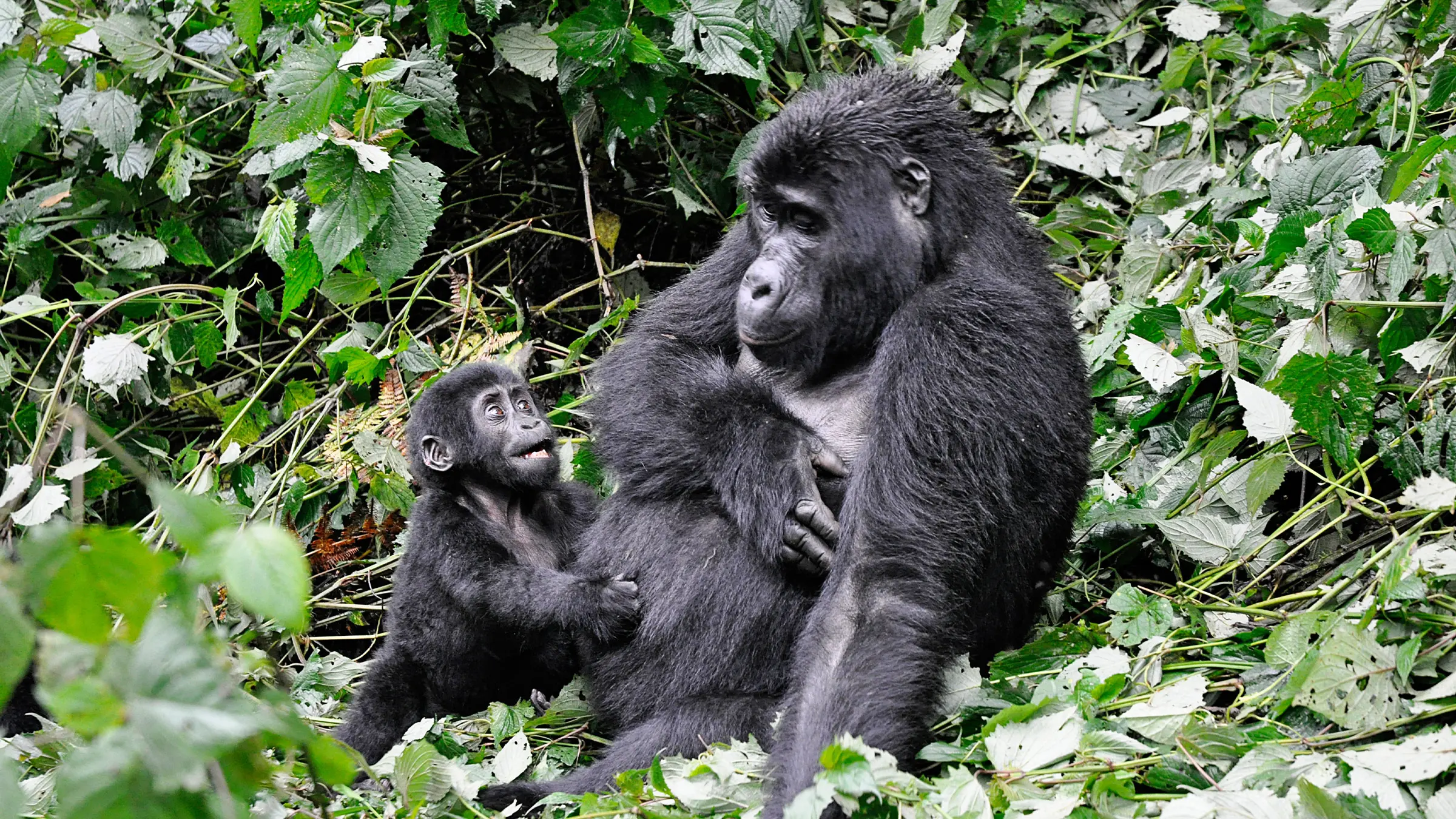Gorilla Trekking in Africa