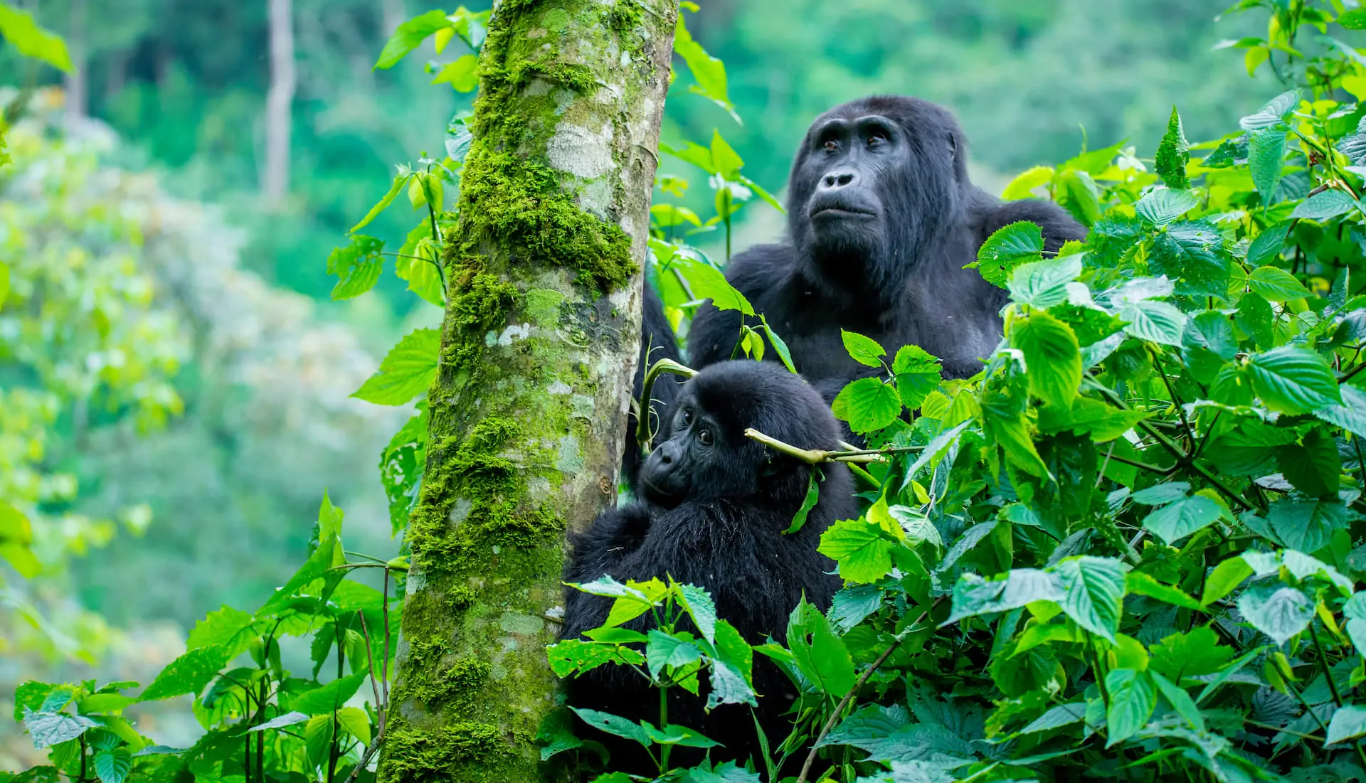 Students Gorilla Trekking Trips in Africa | Educational Safaris 2025–2028