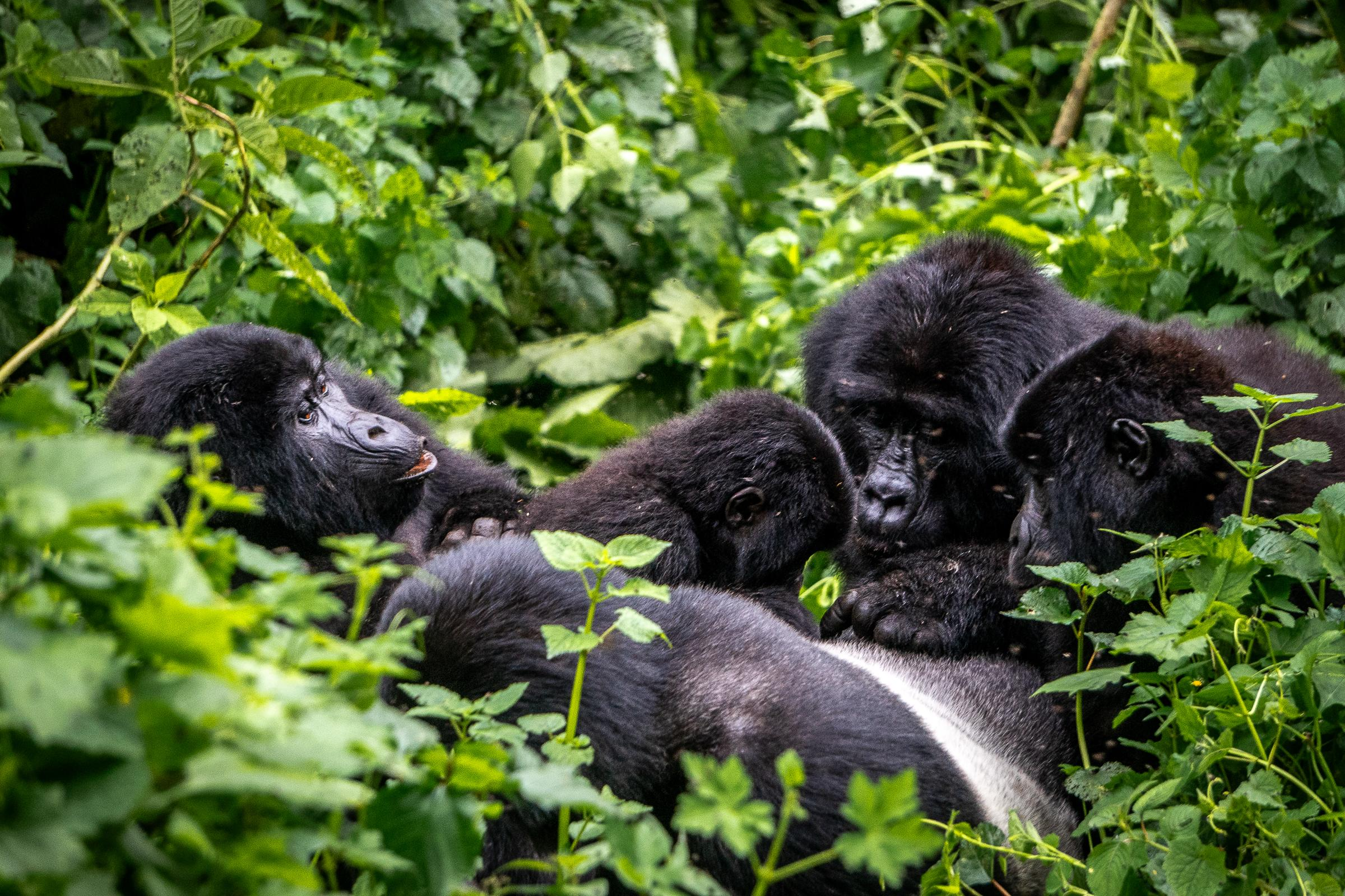All-Inclusive Gorilla Trekking Deals – Cheapest Permits & Hassle-Free Tours