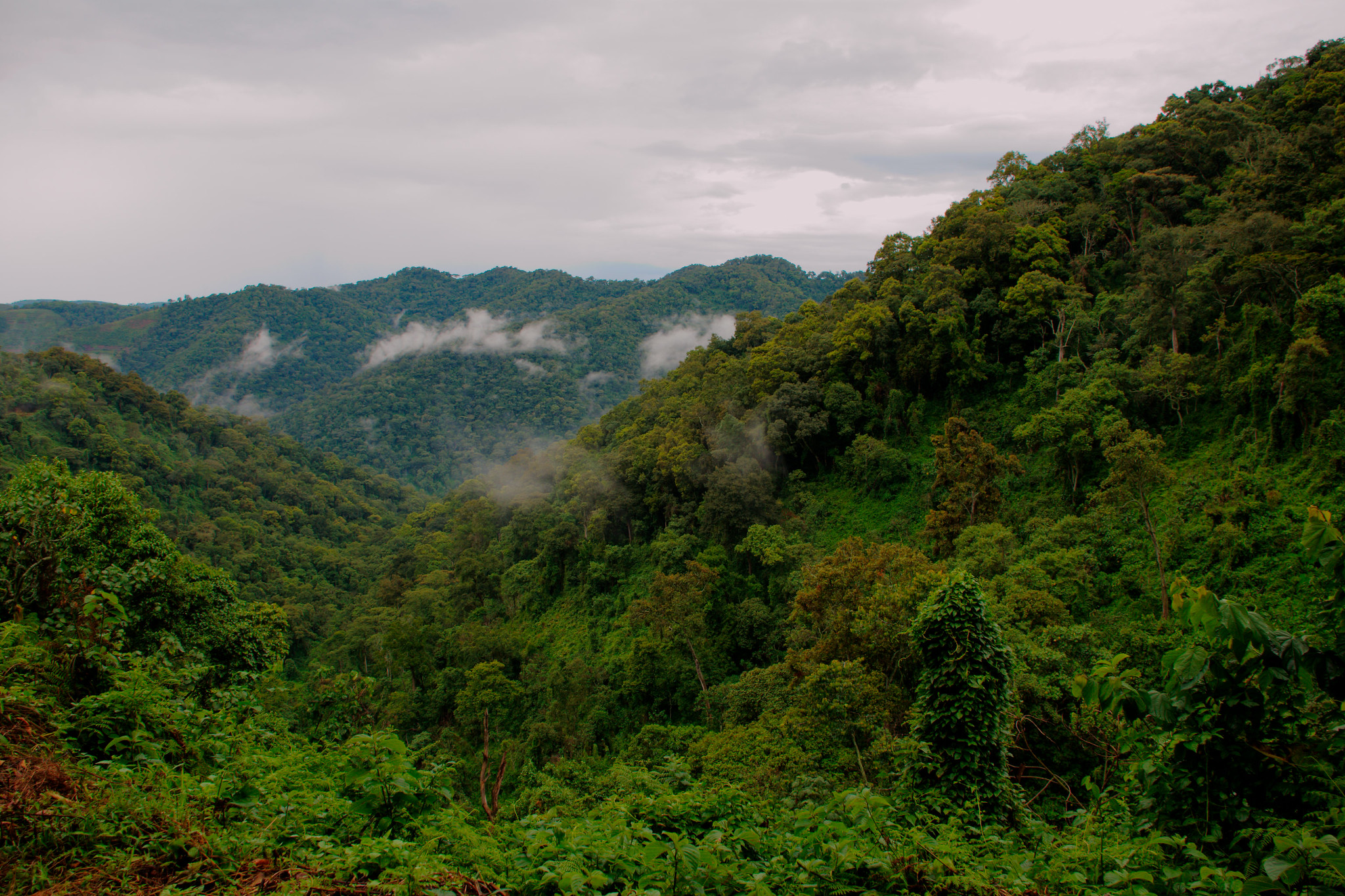 6 Days Double Gorilla Trekking in Bwindi – Guaranteed Two Gorilla Treks in Uganda