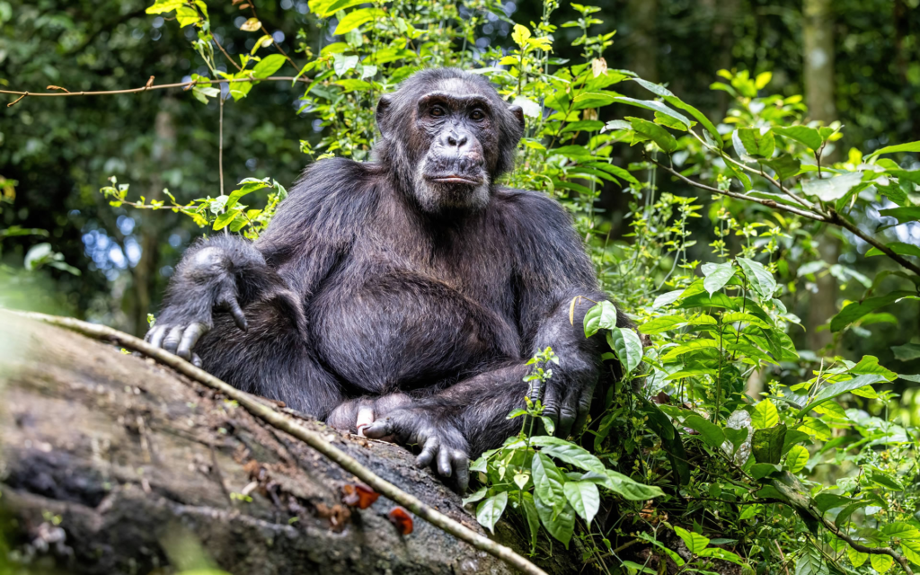 After a briefing from expert Ugandan Wildlife Authority (UWA) rangers, you’ll set off on an exhilarating chimpanzee trek through the dense tropical rainforests of Kibale.