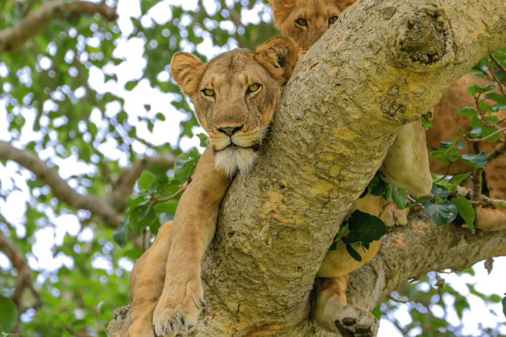 Tree Climbing lions in Uganda can only be found in the ishasha sector in Queen Elizabeth National Park.