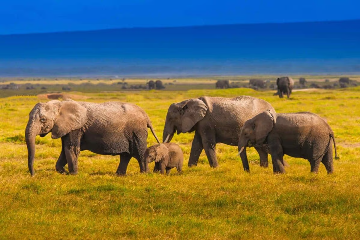 Budget Group Joining Safaris in Kenya and Tanzania | Backpacker Wildlife Tours 2025–2026