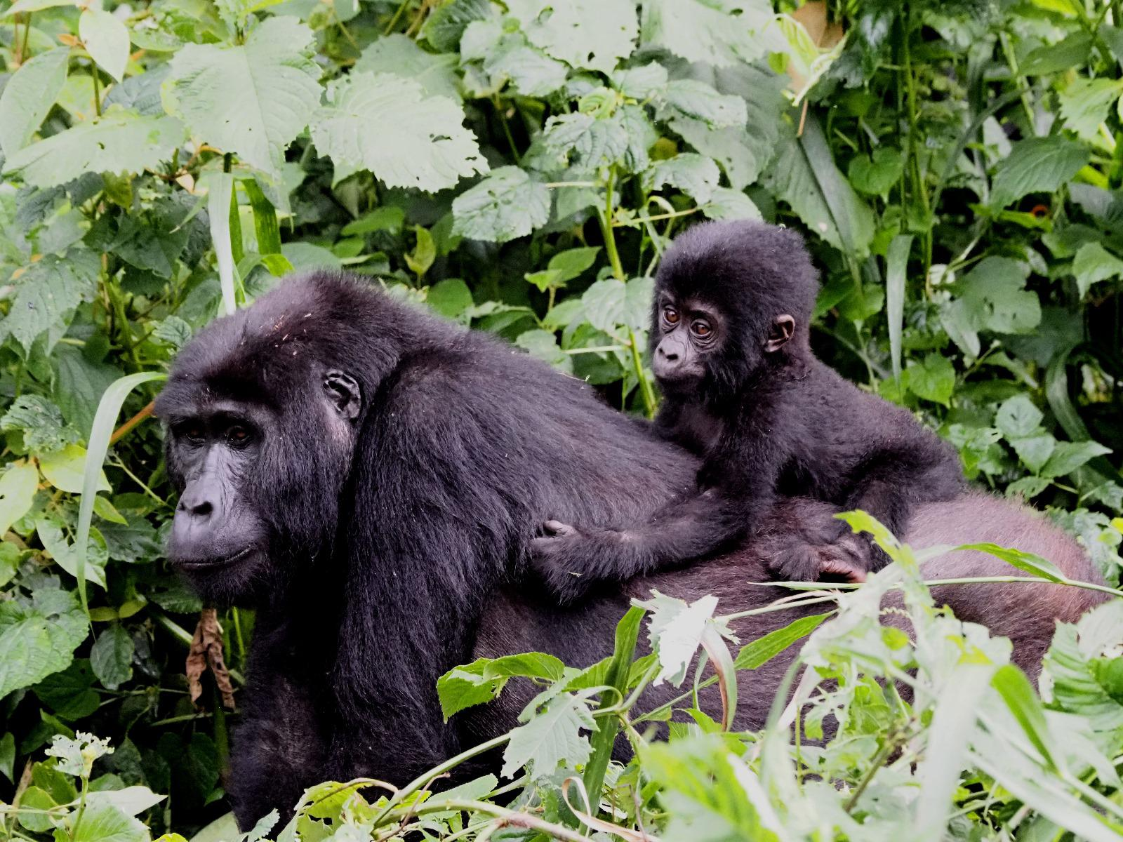 What to Expect During Gorilla Trekking on Uganda Gorilla Holidays