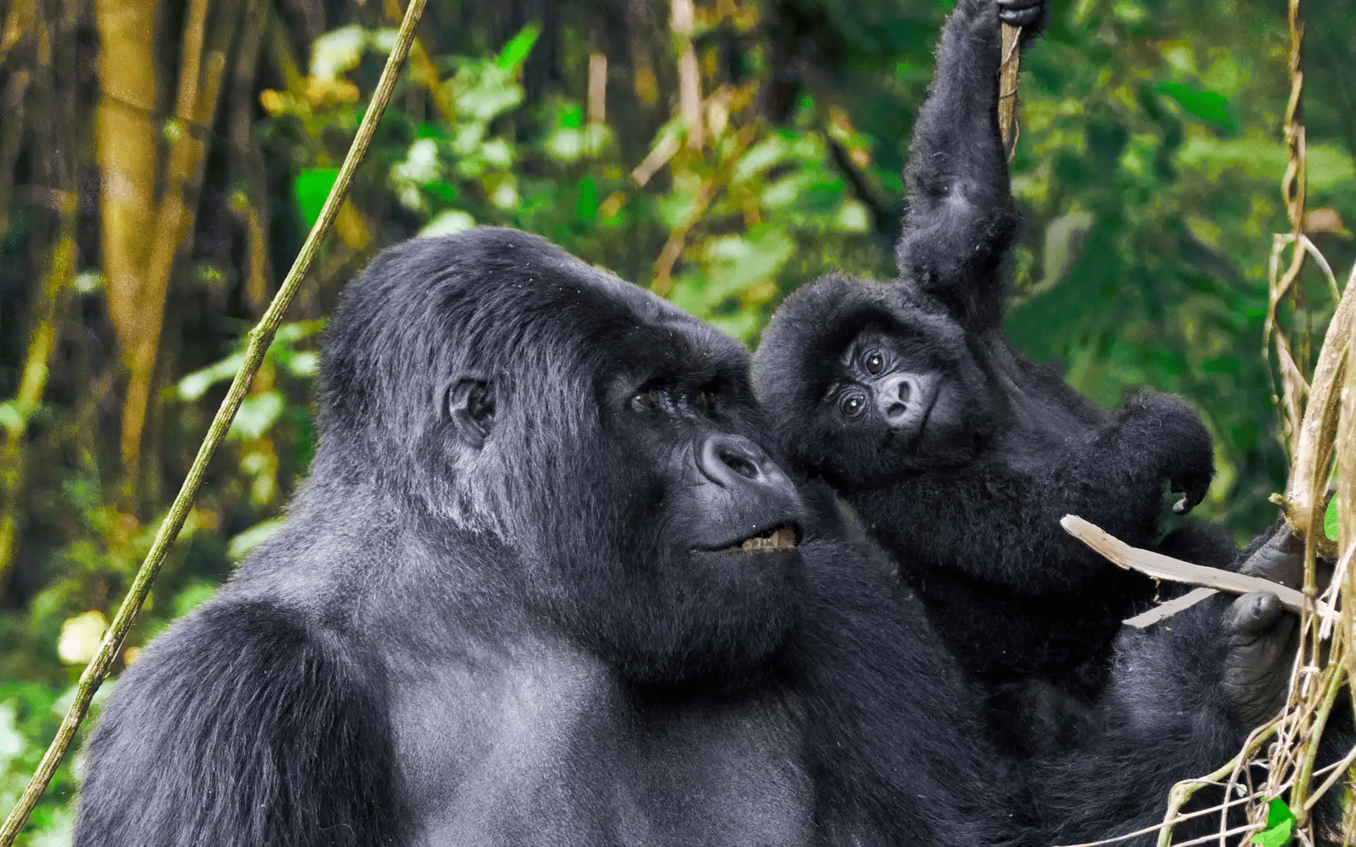 8 Days Gorilla Trekking