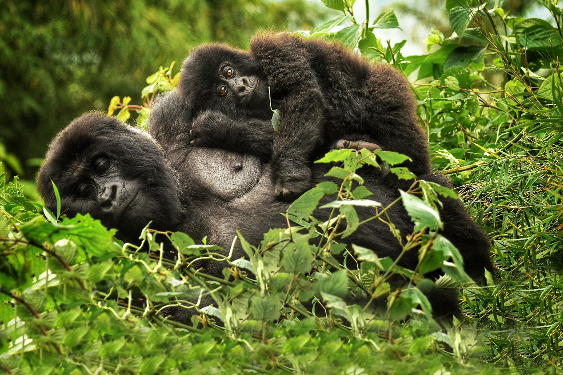 Gorilla Trekking in Rwanda 2025–2028 | Best Permits, Tours & Cost Guide