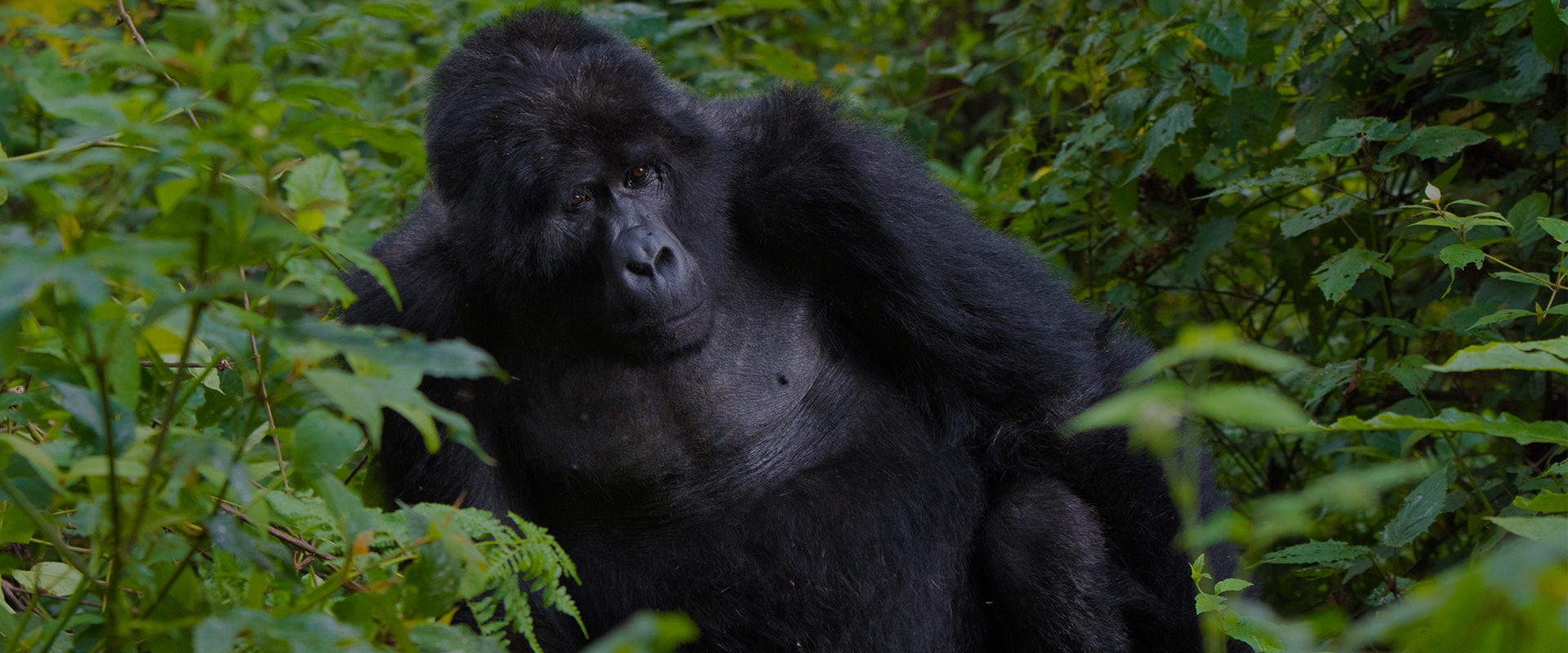 8 Days Gorilla Trekking