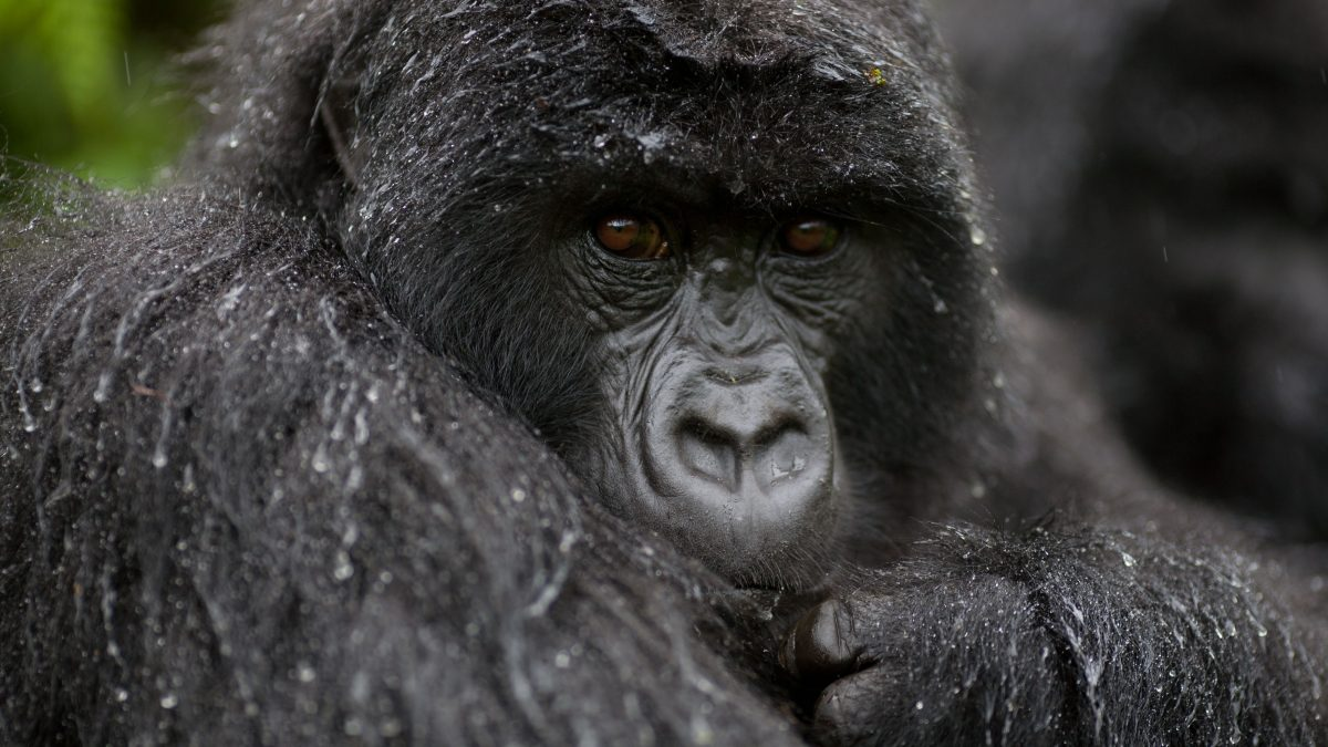 8 Days Gorilla Trekking Safari