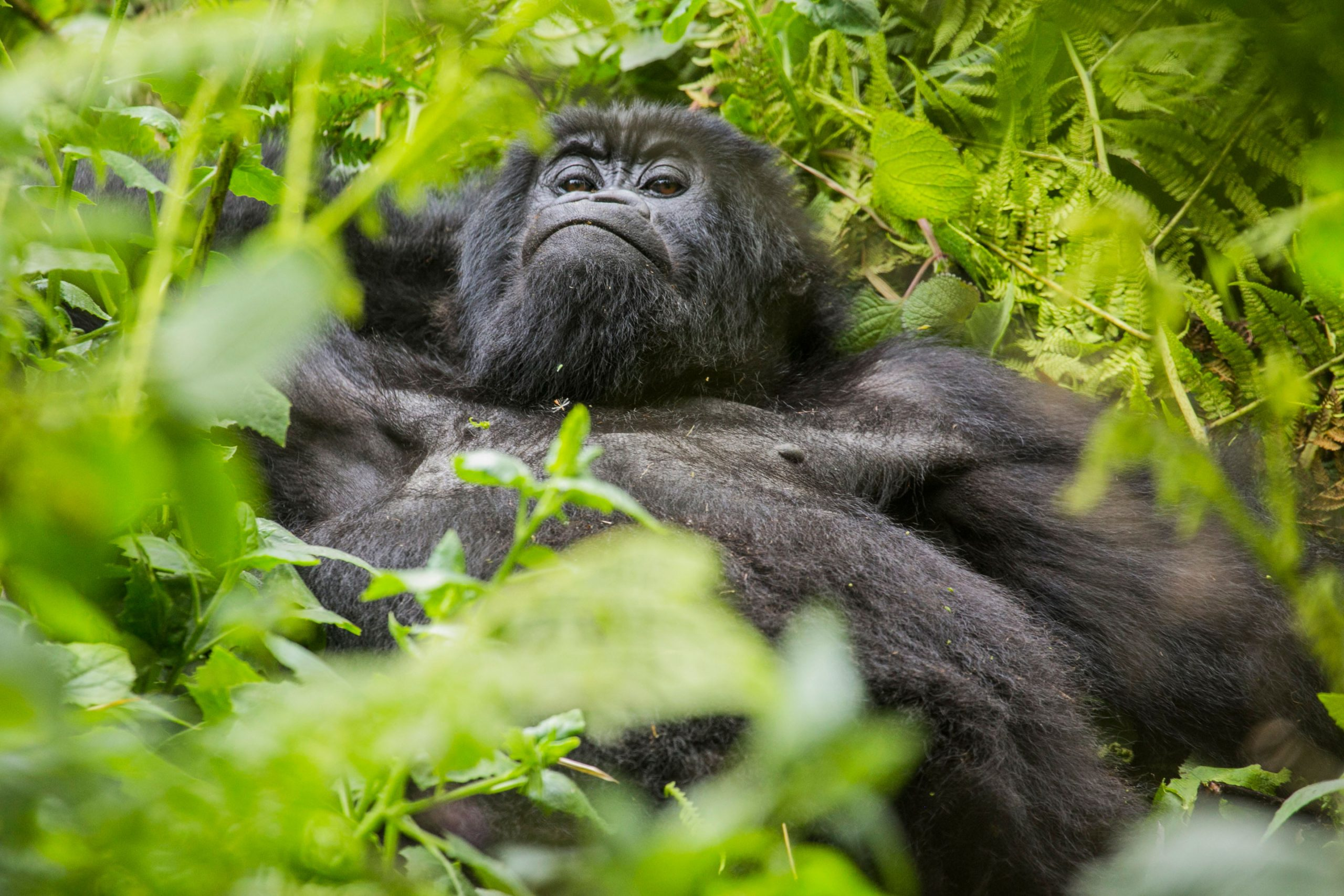 Gorilla Trekking in Rwanda