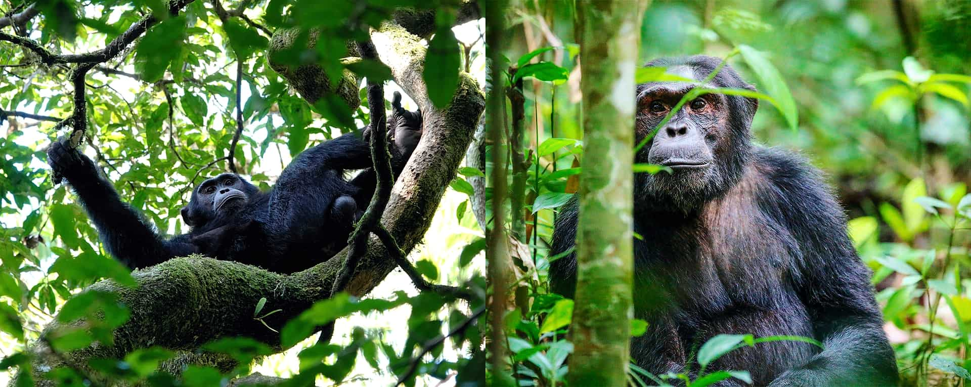 10 Days Uganda Safari | Gorilla Trekking, Chimpanzee Tracking, Wildlife & Murchison Falls