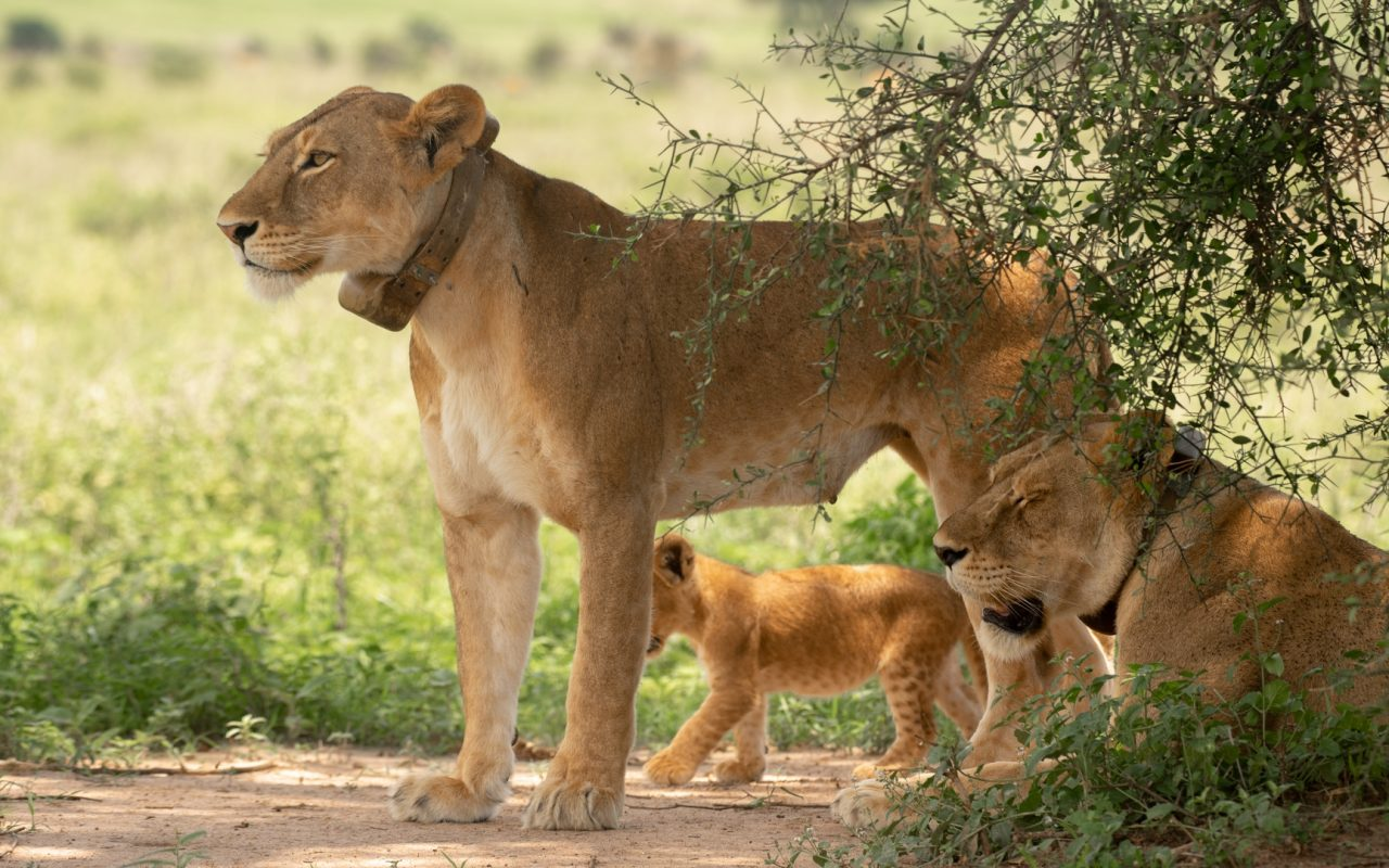 Murchison Falls Uganda safari