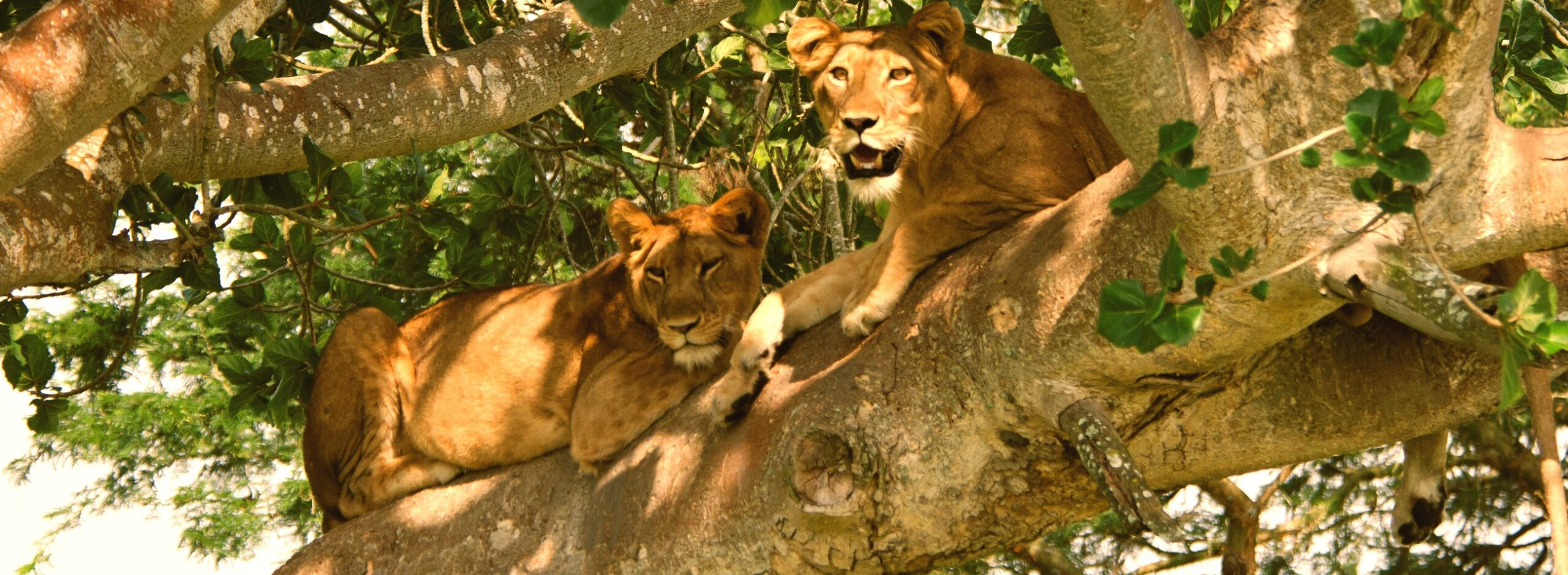 After an early breakfast, you’ll transfer to the Kyambura Gorge, often referred to as the “Valley of Apes.” This sunken rainforest hidden within the savannah is a prime spot for chimpanzee trekking, adding a unique primate experience to your 4 Days Queen Elizabeth National Park safari.