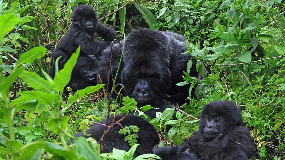 Perfect 8 Days Gorilla Chimpanzee and Murchison Falls Safari | Uganda Primate & Wildlife Tour by Nextgen Safaris