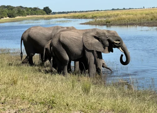 4 Days Honeymoon Queen Elizabeth National Park Safari | Wildlife and Chimpanzee Trekking