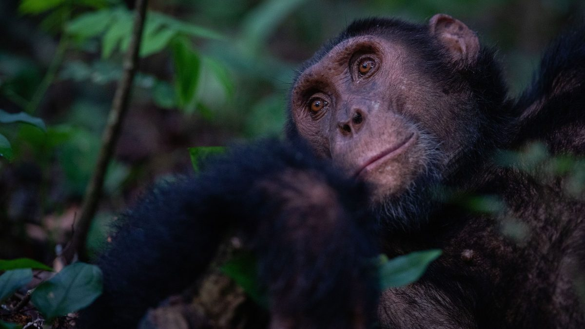 8 Days Uganda Gorilla and Chimpanzee Safari
